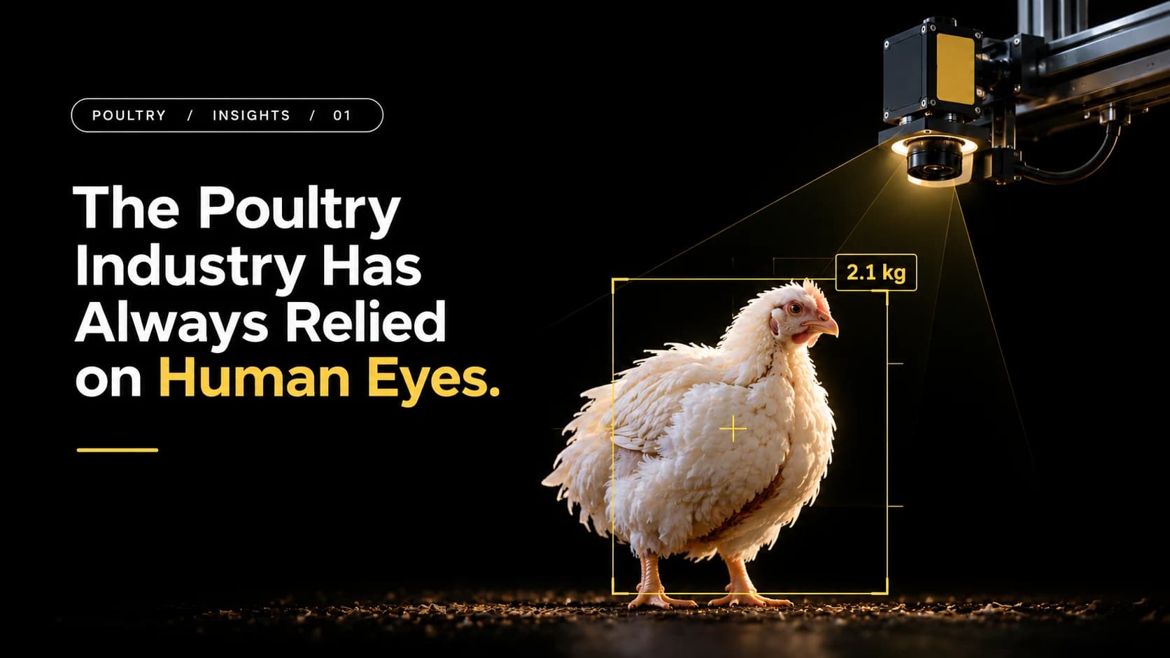 The Poultry Industry Has Always Relied on Human Eyes. What Happens When Cameras Start Paying Attention Too?